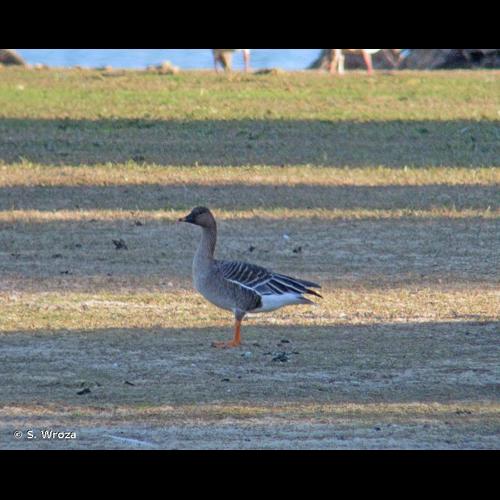 <i>Anser fabalis</i> (Latham, 1787) © S. Wroza