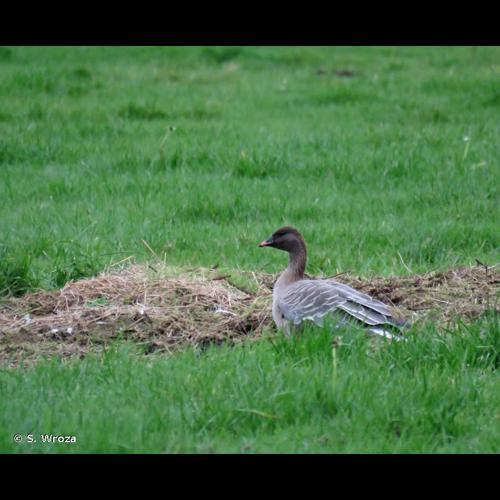 <i>Anser brachyrhynchus</i> Baillon, 1834 © S. Wroza