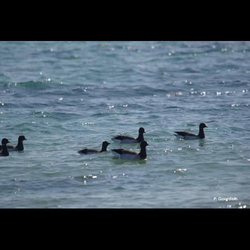 <i>Branta bernicla</i> (Linnaeus, 1758) © P. Gourdain