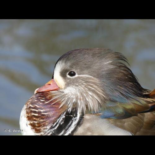 <i>Aix galericulata</i> (Linnaeus, 1758) &copy; S. Wroza