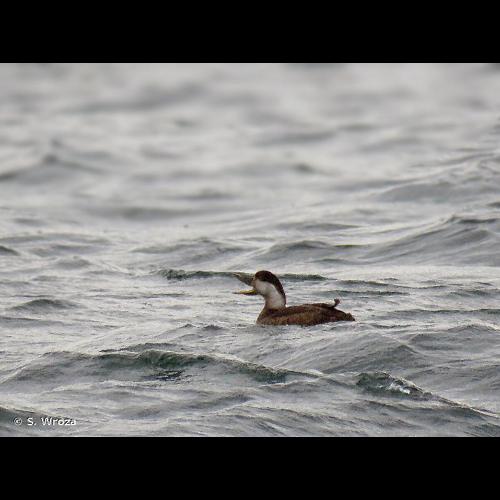 <i>Melanitta nigra</i> (Linnaeus, 1758) &copy; S. Wroza