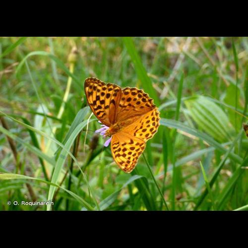 <i>Argynnis paphia</i> (Linnaeus, 1758) © O. Roquinarc'h