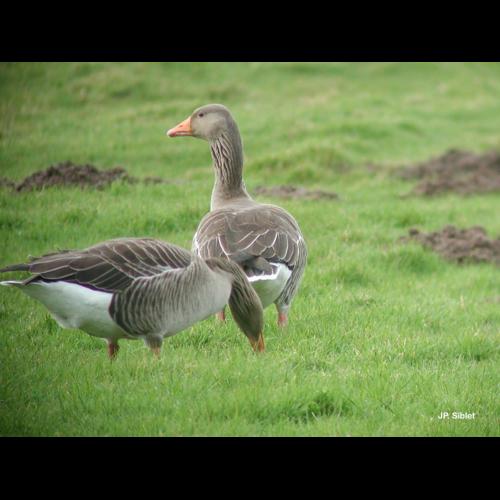 <i>Anser anser</i> (Linnaeus, 1758) © J.P. Siblet