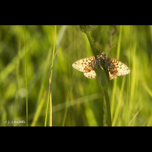 <i>Fabriciana niobe</i> (Linnaeus, 1758) © J. LAIGNEL