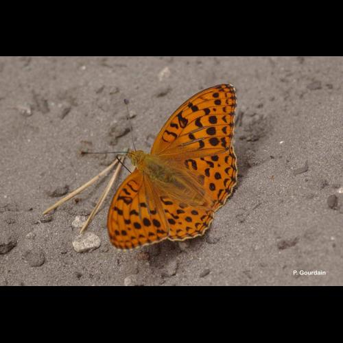 <i>Fabriciana adippe</i> (Denis & Schiffermüller, 1775) &copy; P. Gourdain