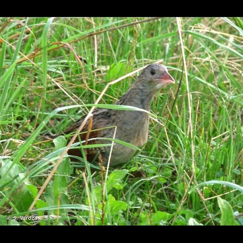 <i>Crex crex</i> (Linnaeus, 1758) © S. Wroza