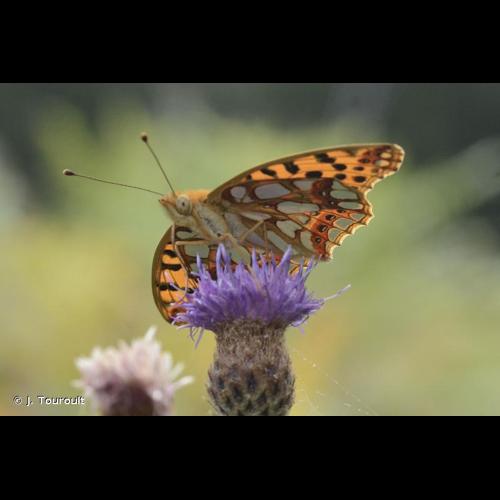 <i>Issoria lathonia</i> (Linnaeus, 1758) © J. Touroult