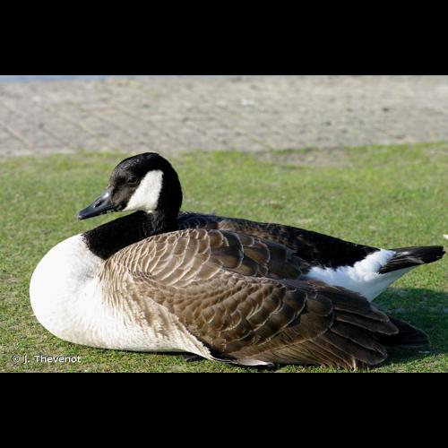 <i>Branta canadensis</i> (Linnaeus, 1758) © J. Thevenot