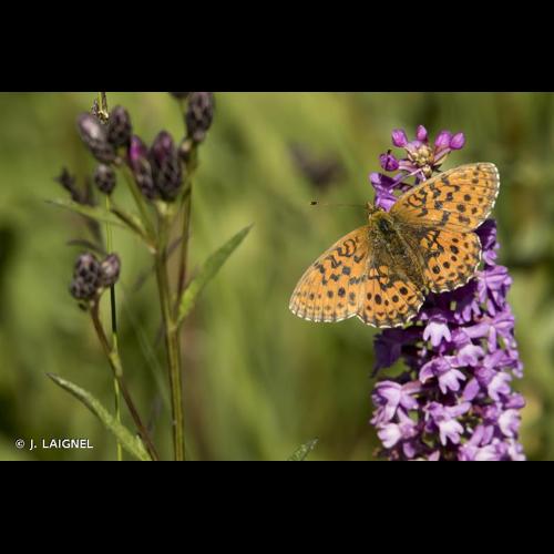 <i>Brenthis ino</i> (Rottemburg, 1775) &copy; J. LAIGNEL