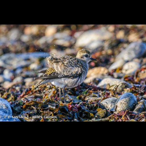 <i>Pluvialis dominica</i> (Statius Müller, 1776) © E. SANSAULT - ANEPE Caudalis