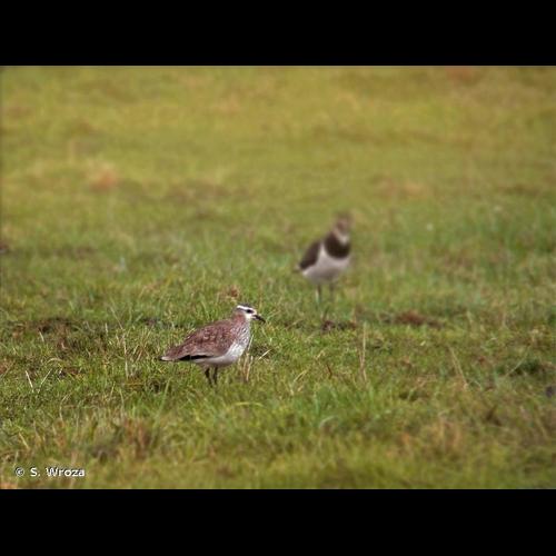 <i>Vanellus gregarius</i> (Pallas, 1771) © S. Wroza