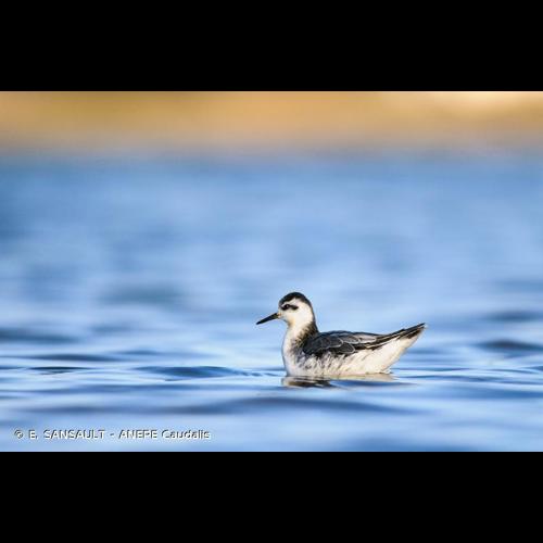 <i>Phalaropus fulicarius</i> (Linnaeus, 1758) © E. SANSAULT - ANEPE Caudalis