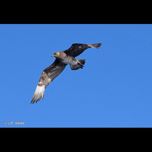 <i>Stercorarius pomarinus</i> (Temminck, 1815) &copy; J.P. Siblet