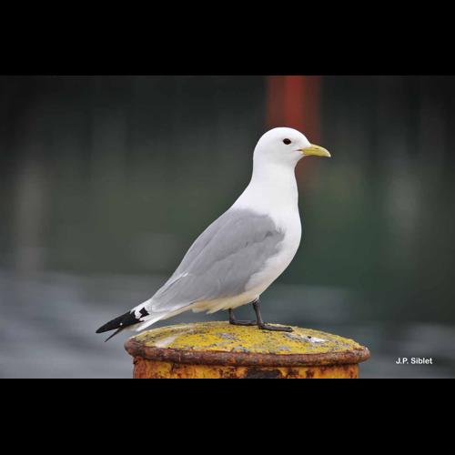 <i>Rissa tridactyla</i> (Linnaeus, 1758) &copy; J.P. Siblet