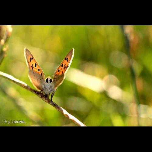 <i>Lycaena phlaeas</i> (Linnaeus, 1761) &copy; J. LAIGNEL