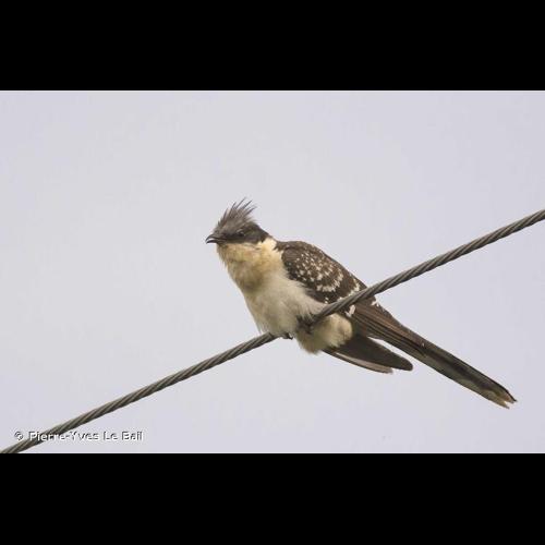 <i>Clamator glandarius</i> (Linnaeus, 1758) &copy; Pierre-Yves Le Bail