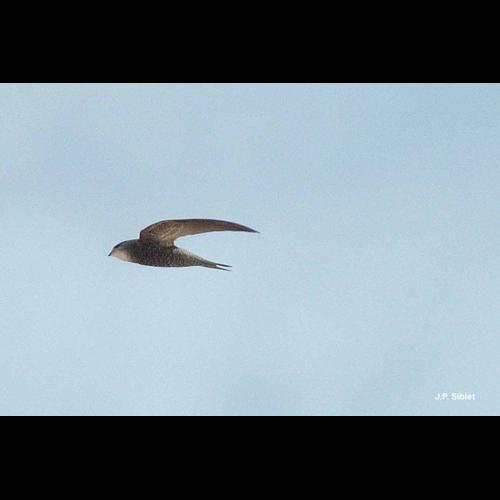 <i>Apus pallidus</i> (Shelley, 1870) © J.P. Siblet