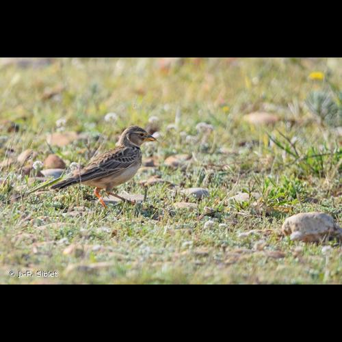 <i>Melanocorypha calandra</i> (Linnaeus, 1766) © J.-P. Siblet
