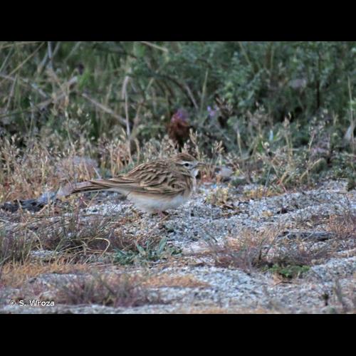 <i>Calandrella brachydactyla</i> (Leisler, 1814) © S. Wroza