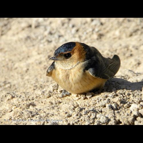 <i>Cecropis daurica</i> (Laxmann, 1769) © S. Sant/Parc Amazonien de Guyane