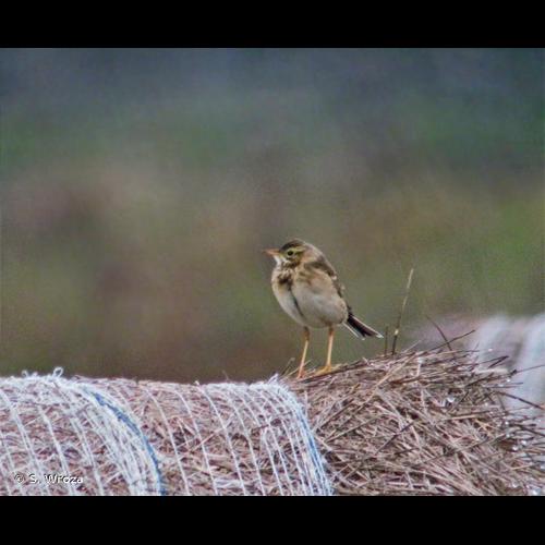 <i>Anthus richardi</i> Vieillot, 1818 &copy; S. Wroza
