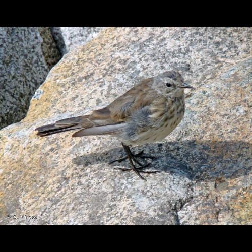<i>Anthus spinoletta</i> (Linnaeus, 1758) © S. Wroza