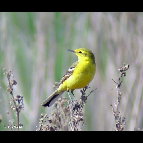 <i>Motacilla flava flavissima</i> (Blyth, 1834) © S. Wroza