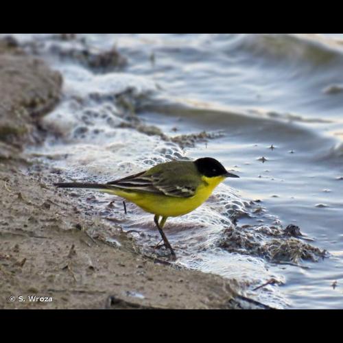 <i>Motacilla flava feldegg</i> Michahelles, 1830 © S. Wroza