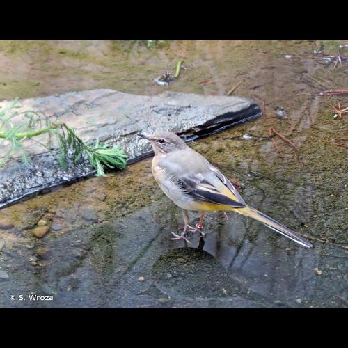 <i>Motacilla cinerea</i> Tunstall, 1771 © S. Wroza