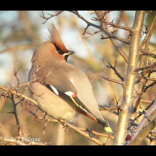 <i>Bombycilla garrulus</i> (Linnaeus, 1758) © A. Lévêque