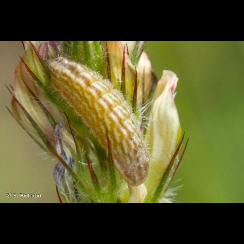 <i>Cupido osiris</i> (Meigen, 1829) &copy; S. Richaud