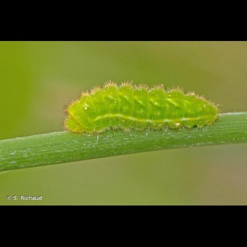 <i>Celastrina argiolus</i> (Linnaeus, 1758) &copy; S. Richaud