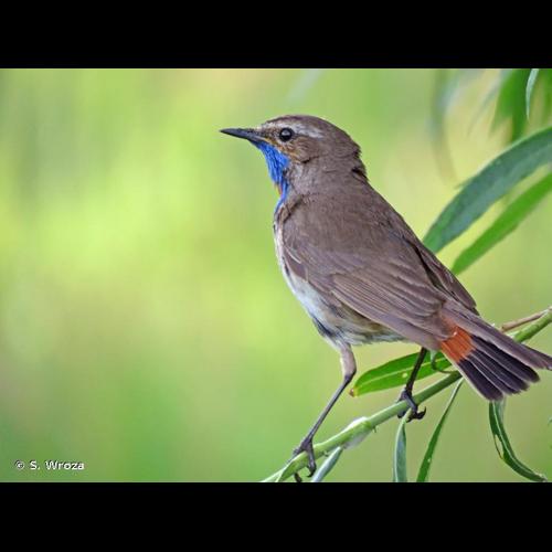 <i>Luscinia svecica cyanecula</i> (Wolf, 1810) © S. Wroza