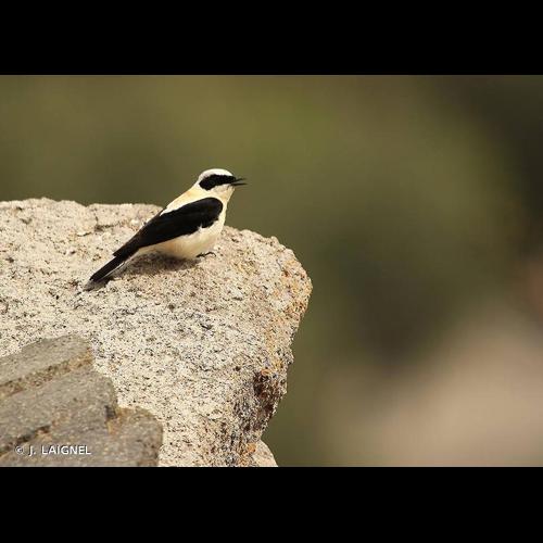 <i>Oenanthe hispanica</i> (Linnaeus, 1758) © J. LAIGNEL