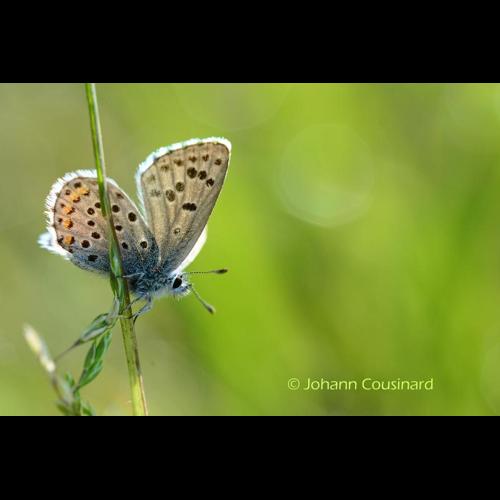 <i>Pseudophilotes baton</i> (Bergsträsser, 1779) © Johann Cousinard