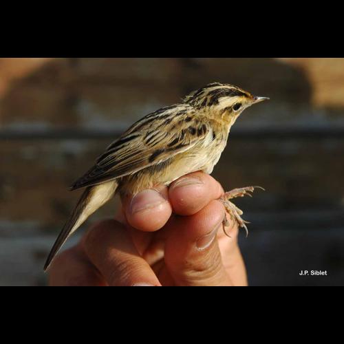 <i>Acrocephalus paludicola</i> (Vieillot, 1817) © J.P. Siblet