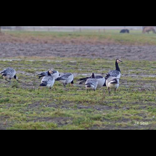 <i>Branta leucopsis</i> (Bechstein, 1803) © J.P. Siblet