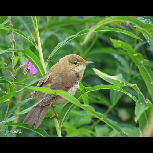<i>Acrocephalus palustris</i> (Bechstein, 1798) © S. Wroza