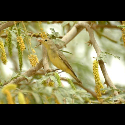 <i>Hippolais icterina</i> (Vieillot, 1817) © J.P. Siblet