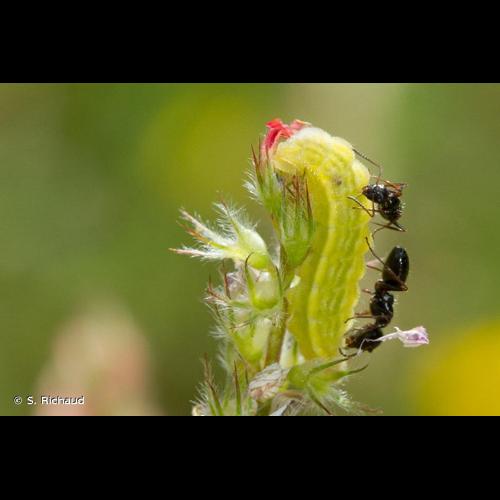 <i>Glaucopsyche alexis</i> (Poda, 1761) &copy; S. Richaud