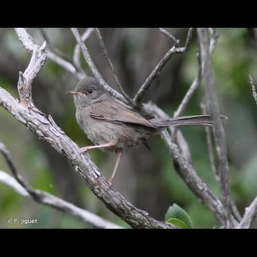 <i>Sylvia sarda</i> Temminck, 1820 © F. Jiguet