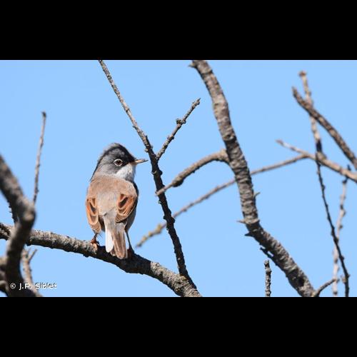 <i>Sylvia conspicillata</i> Temminck, 1820 © J.P. Siblet