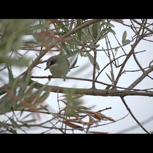 <i>Sylvia hortensis</i> (Gmelin, 1789) © S. Wroza