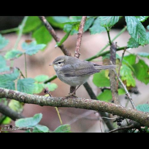 <i>Phylloscopus fuscatus</i> (Blyth, 1842) © F. Jiguet