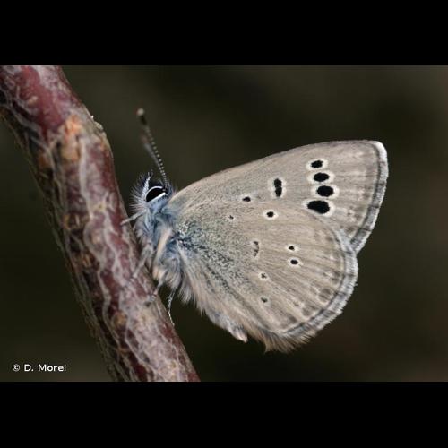 <i>Glaucopsyche melanops</i> (Boisduval, 1828) &copy; D. Morel