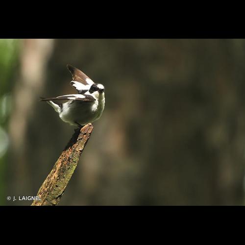 <i>Ficedula albicollis</i> (Temminck, 1815) © J. LAIGNEL