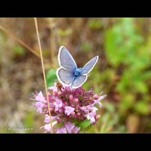 <i>Plebejus argus</i> (Linnaeus, 1758) © O. Roquinarc'h