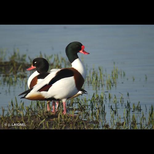 <i>Tadorna tadorna</i> (Linnaeus, 1758) © J. LAIGNEL