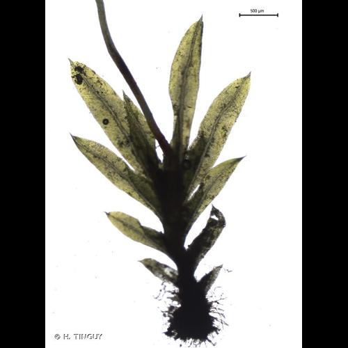 <i>Fissidens incurvus</i> Starke ex Röhl., 1813 &copy; H. TINGUY