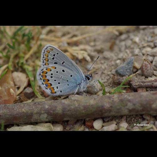 <i>Plebejus argyrognomon</i> (Bergsträsser, 1779) © P. Gourdain